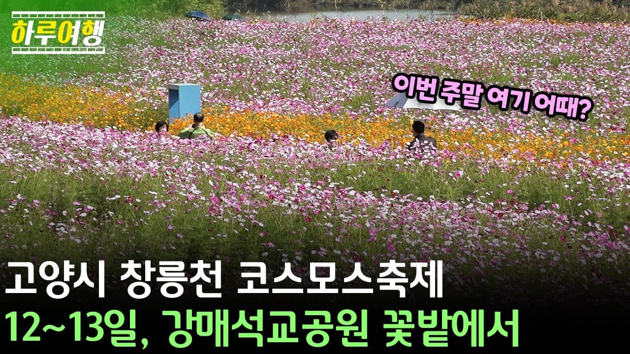 창릉천 코스모스 축제 개최