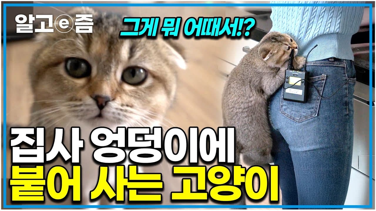 아기 고양이 제이의 집착 행동 해결법